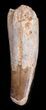Spinosaurus Tooth - Large Root Section #40343-1
